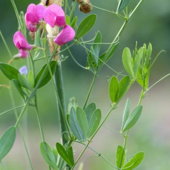 Lathyrus tuberosus - Knollenplatterbse