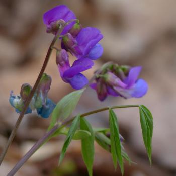 Lathyrus vernus - Frühlingsplatterbse