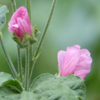 Preview: Lavatera thuringiaca - Strauchmalve