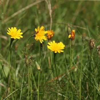 Leontodon autumnalis - Herbstlöwenzahn