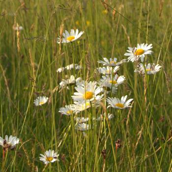 Preview: Leucanthemum vulgare - Wiesenmargerite