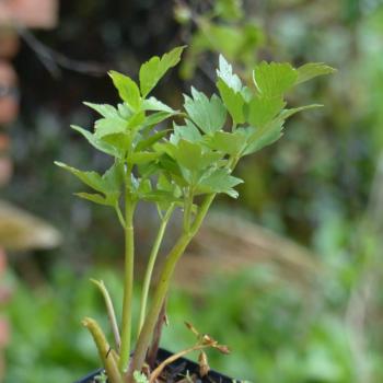 Levisticum officinalis - Liebstöckel