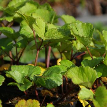 Ligusticum scoticum - Schottischer Liebstöckel