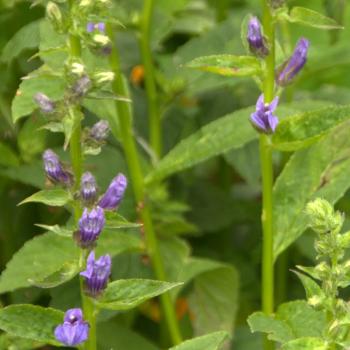 Lobelia syphilitica - Staudenlobelie