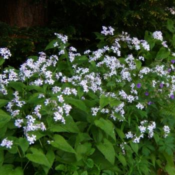 Lunaria rediviva - Ausdauerndes Silberblatt
