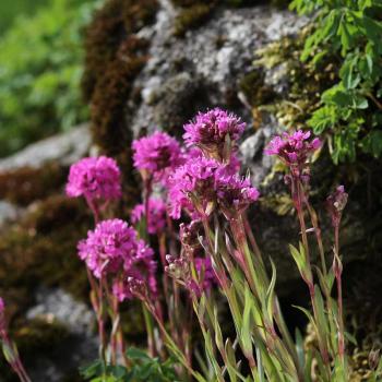Lychnis alpina - Alpen-Pechnelke