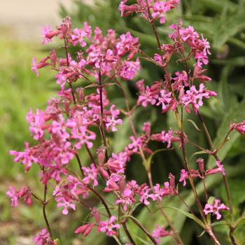Preview: Lychnis viscaria - Pechnelke