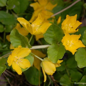 Lysimachia nummularia - Pfennigkraut