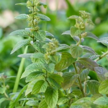 Mentha aquatica - Wasserminze