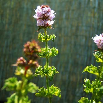 Mentha crispa - Krause Minze