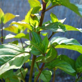 Mentha x piperita var. Citrata - Orangenminze