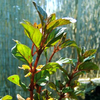 Mentha x p. var citrata Limonette - Lemonminze