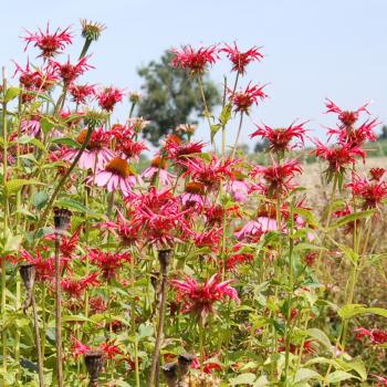 Monarda didyma Squaw - Goldmelisse