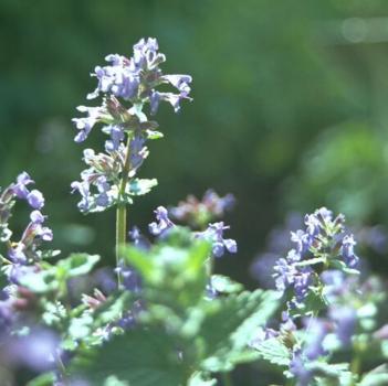 Nepeta cataria - Katzenminze