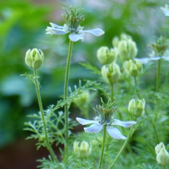 Nigella sativa - Schwarzkümmel