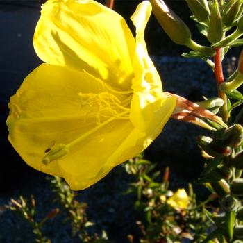 Oenothera grandiflora - Großblüt. Nachtkerze