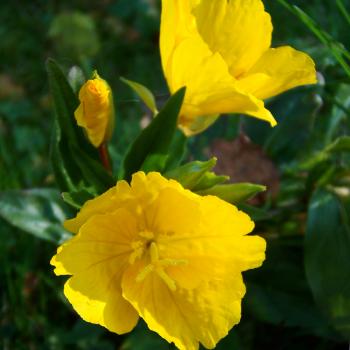 Oenothera tetragona - Staudennachtkerze