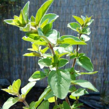 Origanum hirtum - Pizza-Oregano