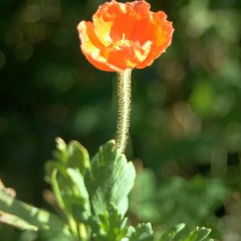 Papaver nudicaule - Islandmohn