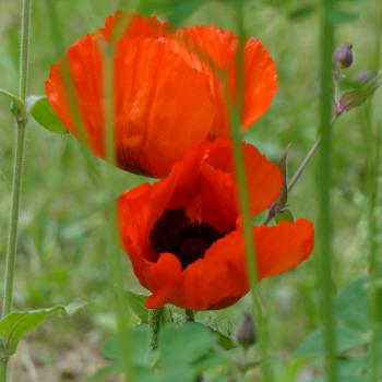 Papaver orientale - Türkenmohn