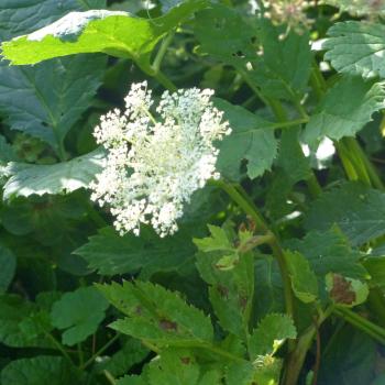 Peucedanum ostruthium - Meisterwurz
