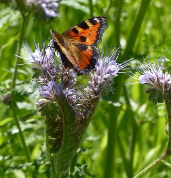 Phacelia tanacetifolia - Phazelia, Bienenfreund
