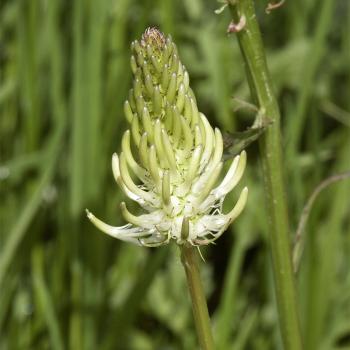 Phyteuma spicatum - Ährige Teufelskralle