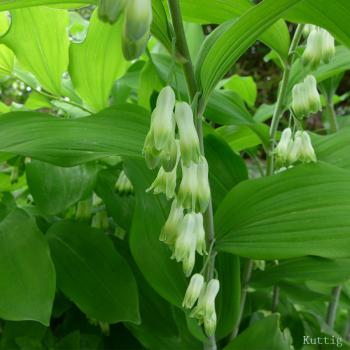 Polygonatum multiflorum - Vielblüt.Salomonsiegel