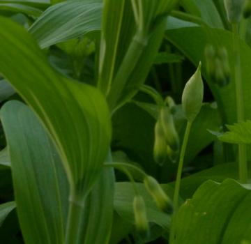 Preview: Polygonatum multiflorum - Vielblüt.Salomonsiegel