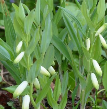 Polygonatum odoratum - Duft-Salomonsiegel