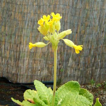 Primula veris - Echte Schlüsselblume