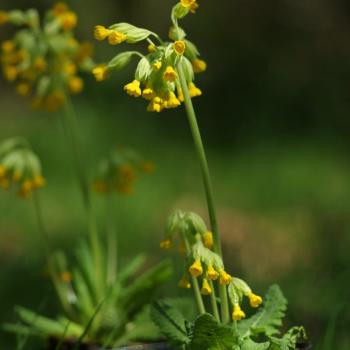 Preview: Primula veris - Echte Schlüsselblume