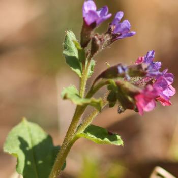 Pulmonaria obscura - Dunkles Lungenkraut