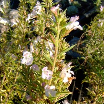 Rosmarinus officinalis - Rosmarin