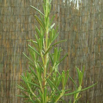 Rosmarinus officinalis - Rosmarin