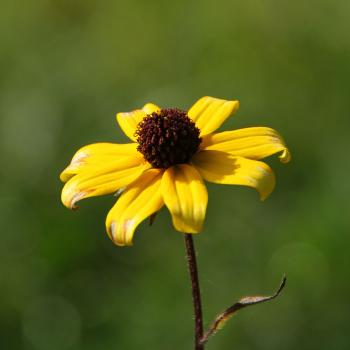 Rudbeckia triloba - Sonnenhut