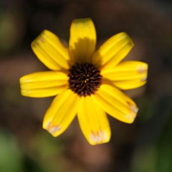 Preview: Rudbeckia triloba - Sonnenhut