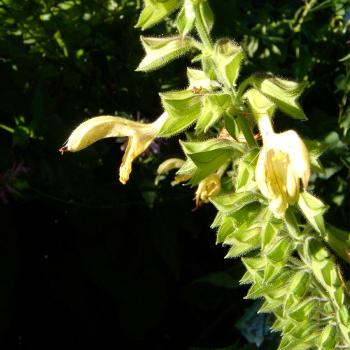 Salvia glutinosa - Gelber/Klebr. Salbei