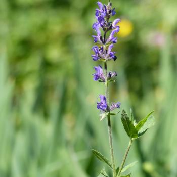 Salvia nemorosa - Hainsalbei
