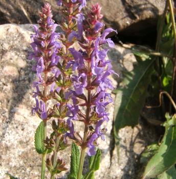 Salvia officinalis - Echter Salbei