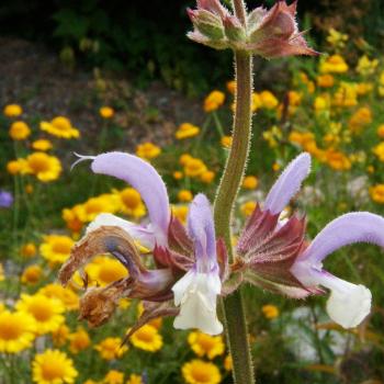 Salvia sclarea - Muskatellersalbei