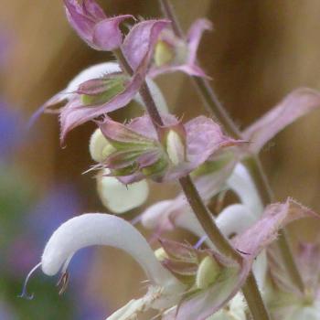 Salvia sclarea - Muskatellersalbei