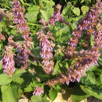 Salvia verticillata - Quirlblüt.Salbei