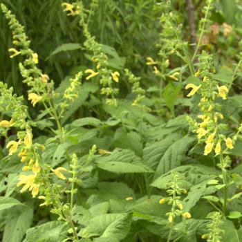 Preview: Salvia glutinosa - Gelber/Klebr. Salbei