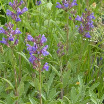 Salvia officinalis - Echter Salbei