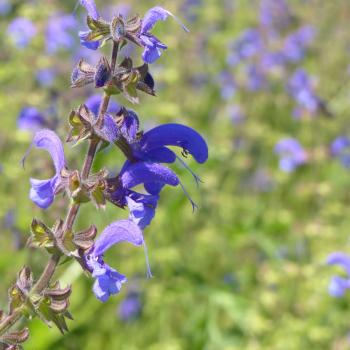 Salvia pratensis - Wiesensalbei