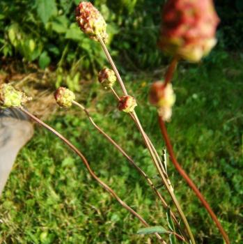 Sanguisorba minor - Pimpinelle/Kleiner Wiesenknopf