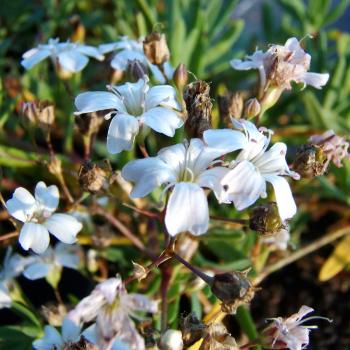 Saponaria officinalis - Seifenkraut