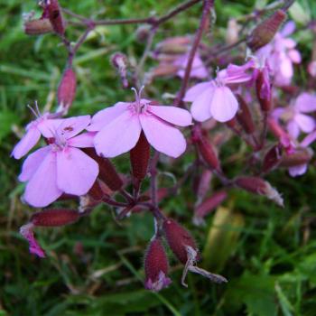 Saponaria ocymoides - Rotes Seifenkraut