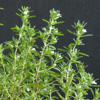 Satureja hortensis - Gartenbohnenkraut